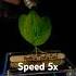 Three Leaf Vs Speed 5x Music Tesla Coil Experiment Shorts