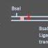 Site Directed Mutagenesis