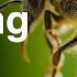 Bee Buzzing Nature Sound Effects HD