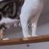 溺れる宇宙猫AIカバーですチャンネル登録よろしくお願いします おもしろ ばずれ 新人youtuber 新人 ボカロ 中毒性のある曲 中毒 中毒性 洋楽 Ai ボカロ曲