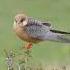 Red Footed Falcon Having Awkward Take Off Vânturel De Seară Cu O Decolare Stângace