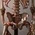 A Real Human Skeleton Of A 5 Years Old Life Museum Shortvideo Shorts Foryou