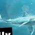 Megalodon Sharks Are Alive New Footage Scientific Evidence Must Watch Absolute Nature