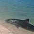Watch Your Toes A Tiger Shark Was Spotted ON The Shore Captured By Ruthy Roo Shark Nature