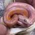 Animal Life Animals Kingcobra Python Anaconda Asmr Snake Reptiles Pets Birds Shorts 2