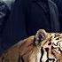 След тигра криминальная драма Россия 2014 HD The Trail Of The Tiger Film Russia 2014 HD