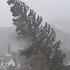 Caught On Camera Strong Winds Uproot Giant Tree In New Zealand