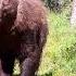 Bear Charges Wildlife Camera In Canada S Yukon Territory