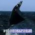 Летает но не птица