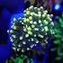 Torch Rasta Atlantismagnusreef Reef Reeftank Coral Euphyllia Golden Torch Acuario