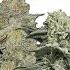 What Are Fastflowering Cannabis Strains