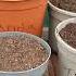 Divided My Tigridia Bulbs Ready For The Winter Gardening Gardeningtips Plants Tigridia