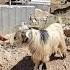 The Shepherd S Son Saw The Single Mother S Husband Stealing From Soraya S Farm