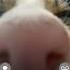 Cat IPhone Ringtone Remix