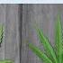 The Real Difference Between Indica And Sativa Plants